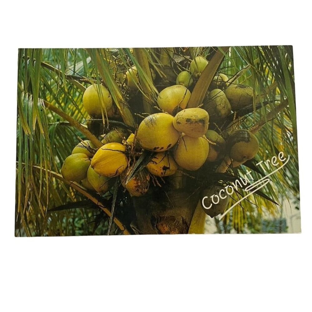 Vintage Postcard Coconut Tree Puerto Rico Not Posted u